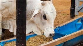 Projeto concede isenção de tributos para ração bovina