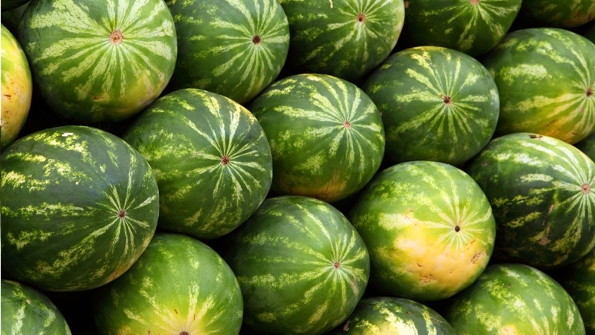 O desempenho agronômico sustenta o crescimento da cultivar