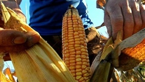 A cada safra uma história: 28 de julho - Dia do Agricultor