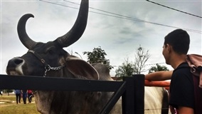 Santa Catarina: mercado de touros cresce 130% em 2025