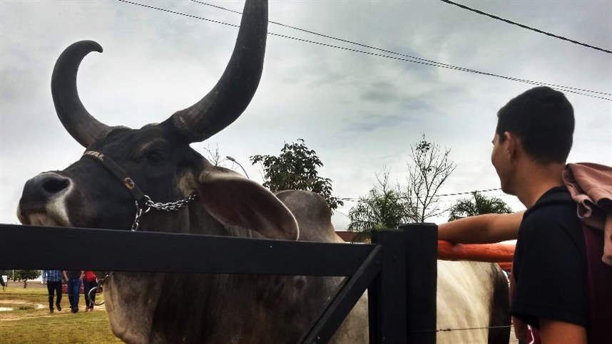 Custo de alimentação para pecuária cresce