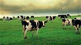 Preços do boi e carne seguem firmes em São Paulo