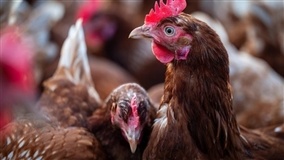 Governo declara emergência zoosanitária em 4 municípios 