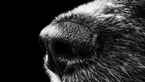 Quais os principais problemas que podem afetar o seu cão?