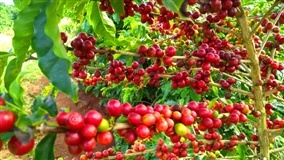 Mão-de-obra é o que mais impacta café