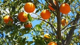 Fundecitrus promove workshop internacional sobre colheita mecanizada de citros