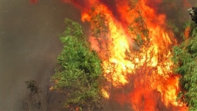 Incêndios Florestais