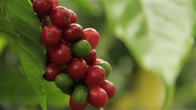 Safra de café da Colômbia de 14,3 milhões de sacas de 60kg corresponde a 8,5% da produção mundial