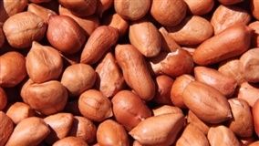 Avaliação de metodologia para detecção de fungos em sementes de amendoim