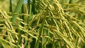 Produtores podem organizar caravanas para a Abertura da Colheita do Arroz