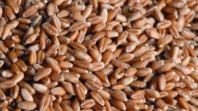 Índices de alimentos à base de grãos mostram força em 2019