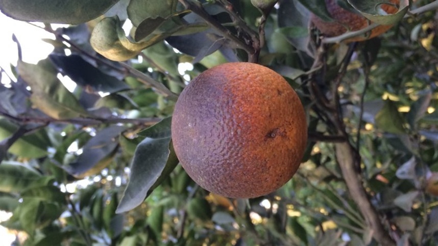 Existem pontos aos quais o citricultor precisa ficar mais atento