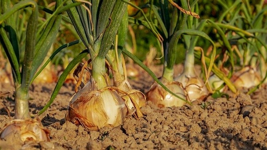La producción de cebolla en España caerá un 40% en 2022