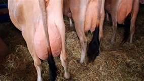 Produção de leite e nutrição animal são temas do Circuito Agropecuário