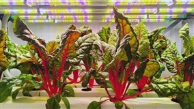 Agricultura vertical: produtividade supera 300% em teste
