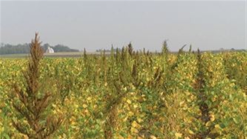 Os herbicidas foram considerados produtos químicos “milagrosos” quando mudaram para sempre as práticas agrícolas no final da década de 1940