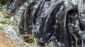 Preços da tilápia sobem com oferta reduzida em outubro