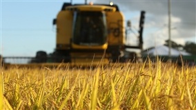 Arrozeiros do RS enfrentam décimo mês de prejuízo