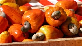 Adubação do cajueiro-anão reduz custos em 70%