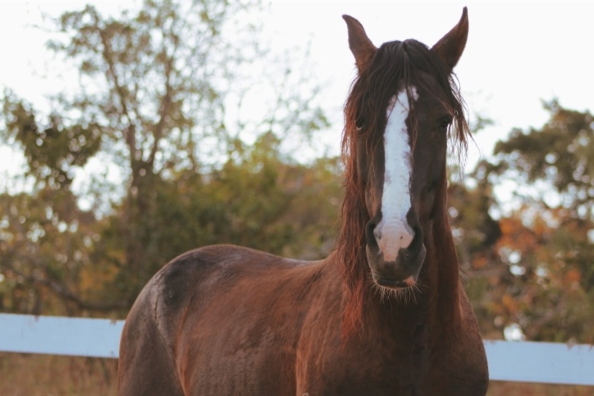 Tempo seco eleva os riscos de cólicas em cavalos