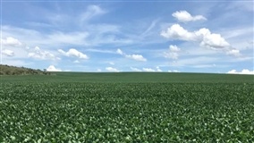 Fertilizantes proporcionam resultados na produtividade