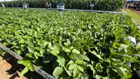 Produtores em alerta