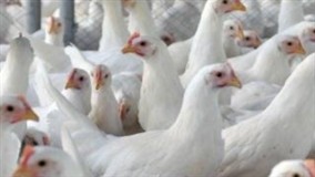 Poder de compra de avicultor recua