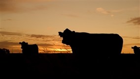 Minerva Foods anuncia nova estrutura e política de Bem-estar Animal