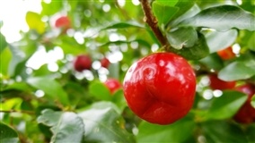Fruticultura