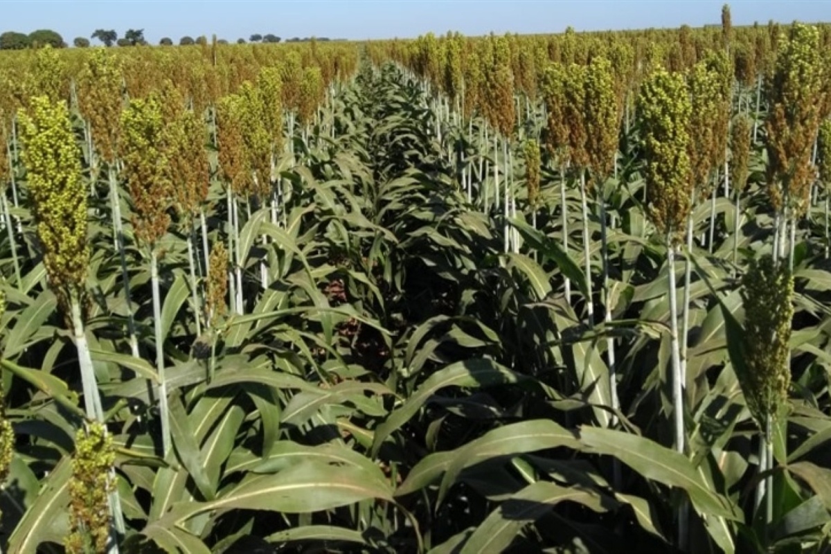 Ponto certo da colheita de sorgo evita alta umidade do grão