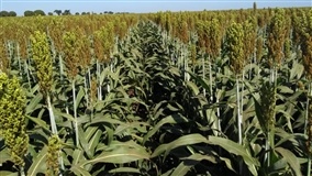 Já pensou em sorgo na safrinha?