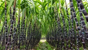 Plantio da cana-de-açúcar