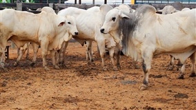 Pressão de baixa no mercado do boi gordo