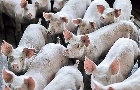 SUÍNOS: Carne perde competitividade frente às concorrentes