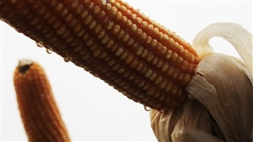Fórum Nacional do Milho reforçará a importância do cereal