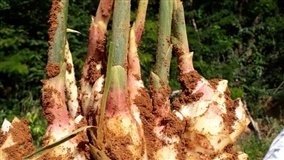 AGRICULTURA FAMILIAR