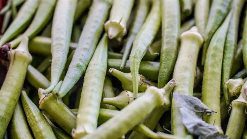 Pagamento do Garantia-Safra é liberado para 10 estados