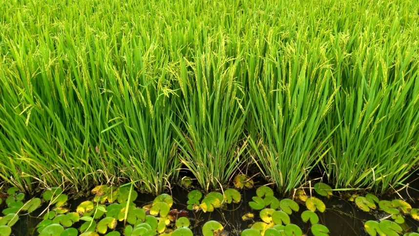 Novo e-book transforma a história do arroz em ferramenta pedagógica para escolas de todo o Brasil