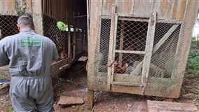 Seapi conclui vistoria após foco de gripe aviária em Selbach