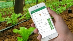 Inteligência Artificial avança no cultivo de frutas e hortaliças