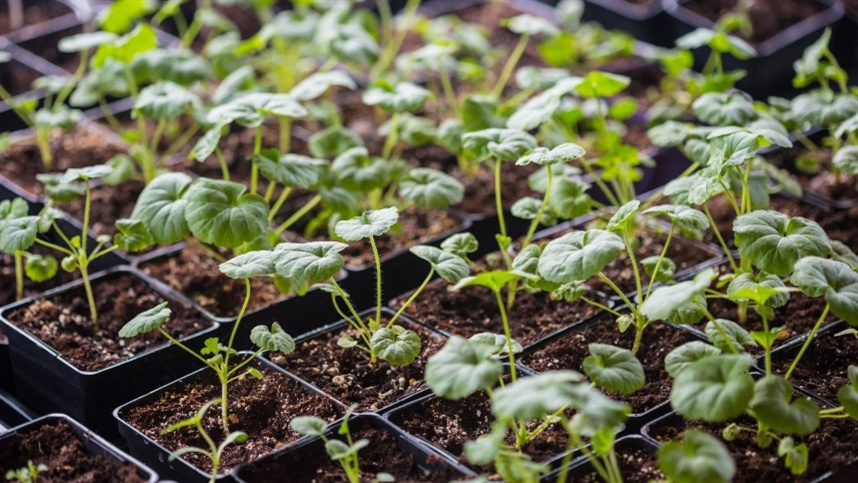 Existem mais de 10 mil variedades conhecidas