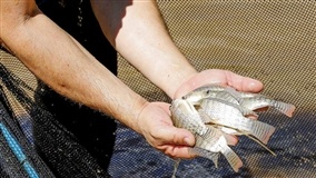 Aquicultura e legislação