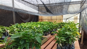 Estudo da Epamig identifica cafeeiros resistentes à ferrugem