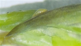 Carga de aspargos