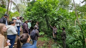 Cacau Paraná