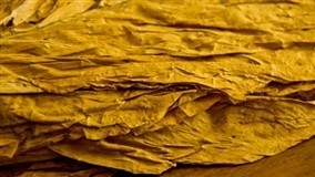Produtores de tabaco movimentam a economia sul-brasileira