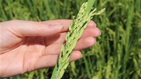 Arroz foca em tecnologia para superar safras menores
