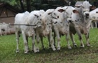Carne bovina: exportações caem 16,83% em julho
