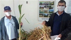 Produtores implantam forragens para alimentação animal