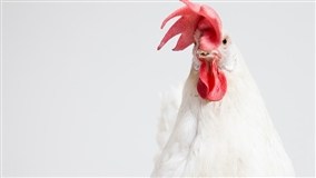 Frango do futuro: avanços permitirão produção mais rápida sem perder qualidade